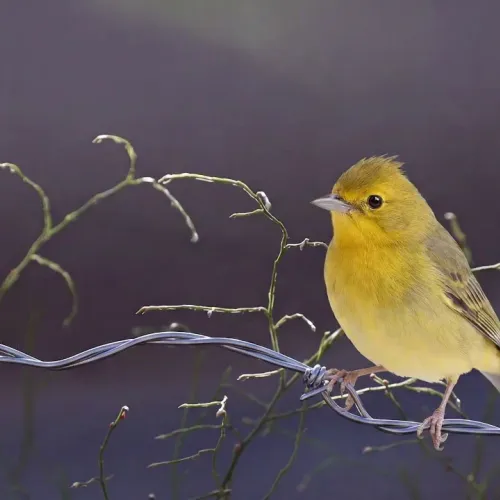 Birds Observations