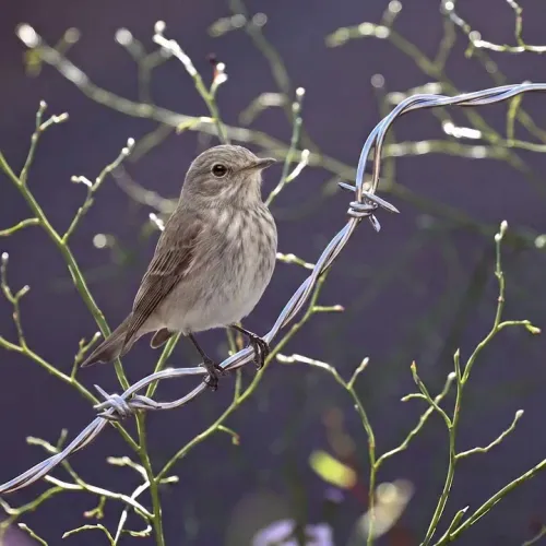 Birds Observations