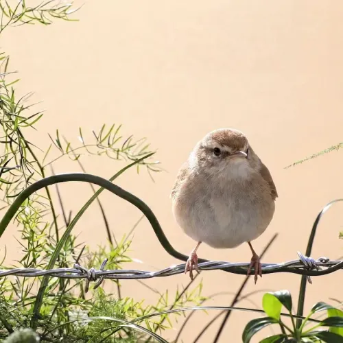 Birds Observations