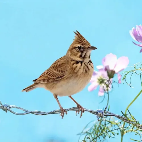 Birds Observations