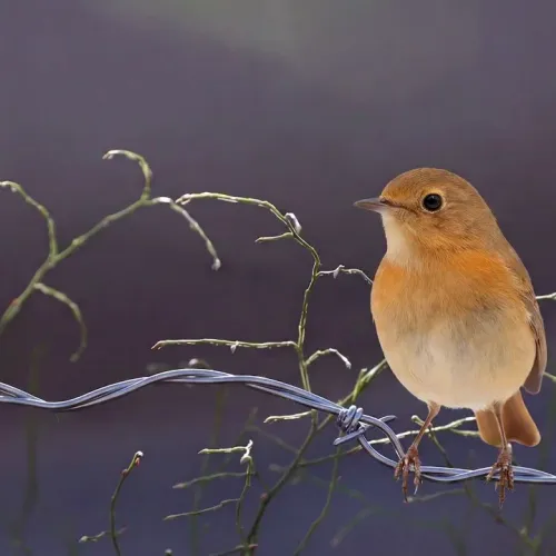 Birds Observations