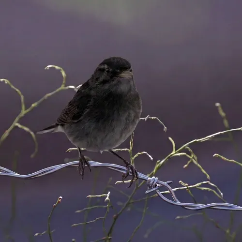 Birds Observations