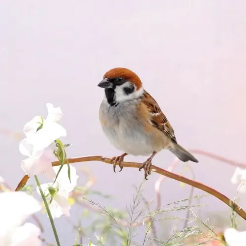 Birds Observations