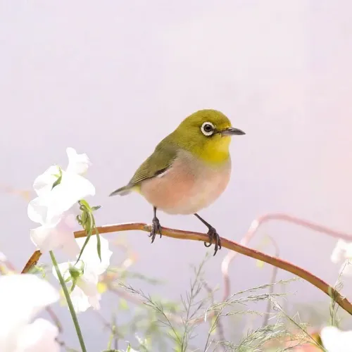 Birds Observations