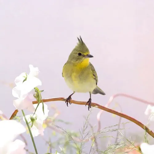 Birds Observations