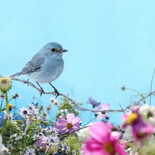 Birds Observations