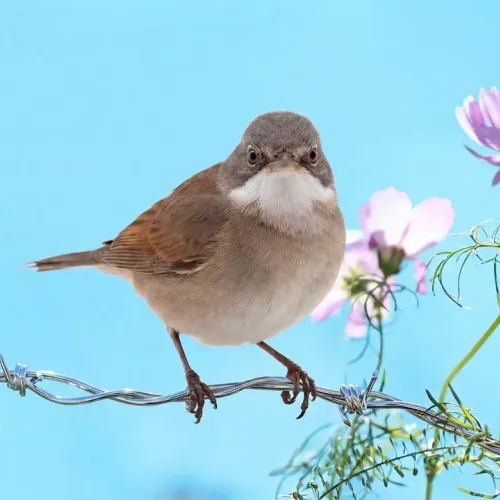 Birds Observations