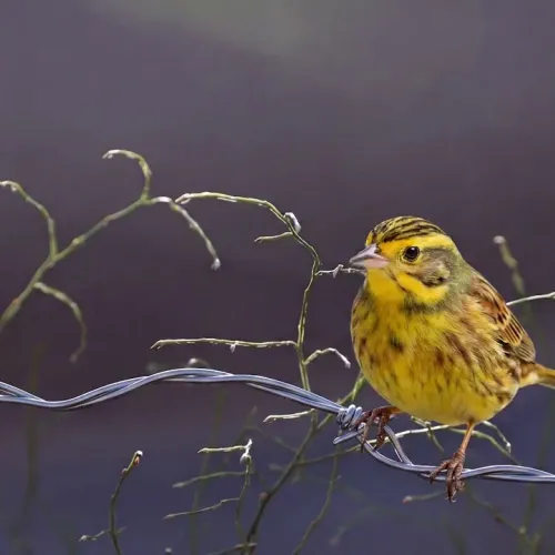 Birds Observations