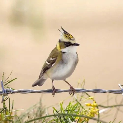 Birds Observations