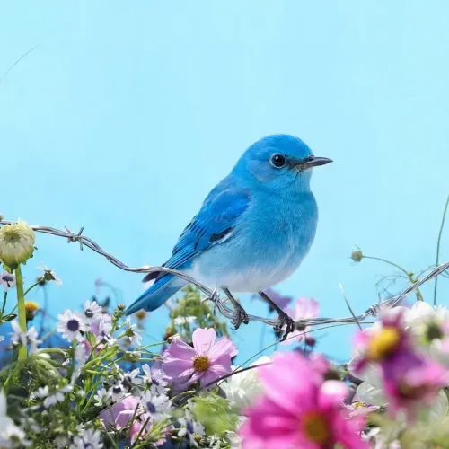 Birds Observations