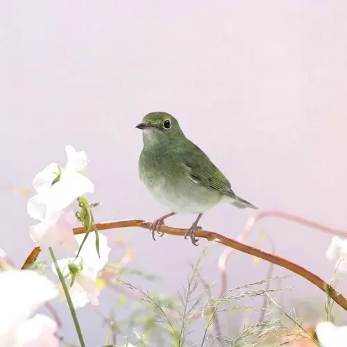 Birds Observations