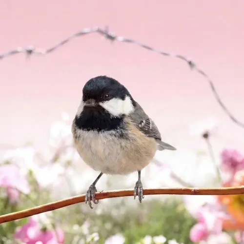Birds Observations