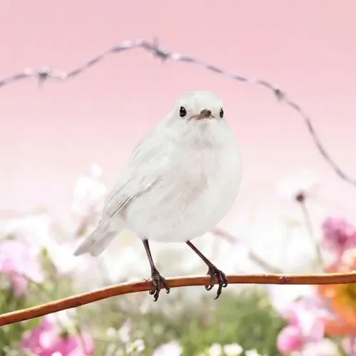 Birds Observations