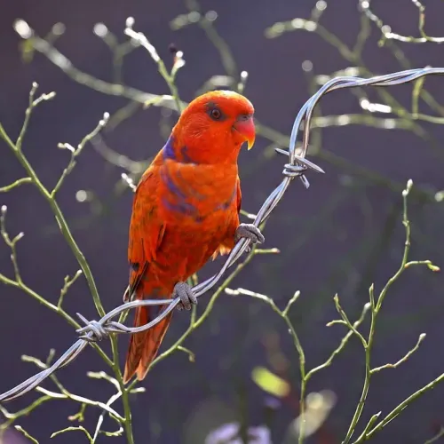 Birds Observations