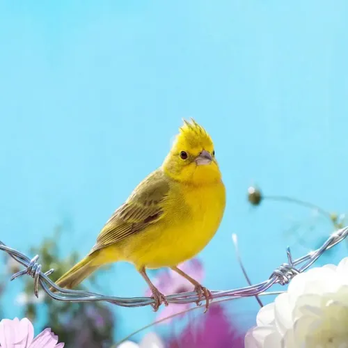 Birds Observations