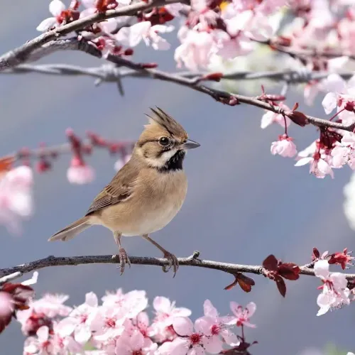 Birds Observations