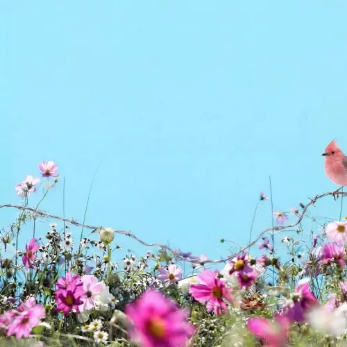 Birds Observations