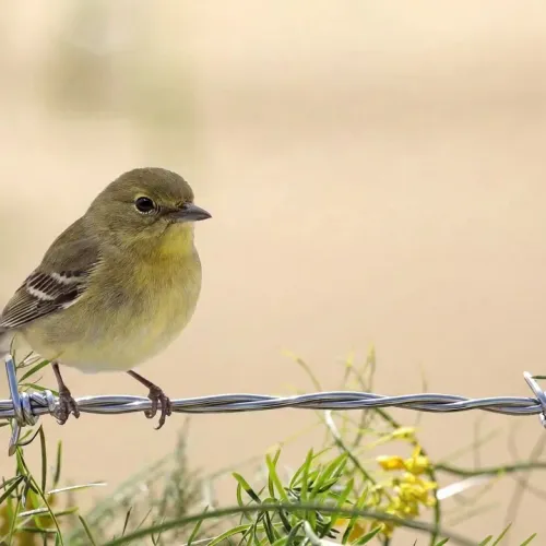 Birds Observations