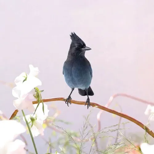 Birds Observations