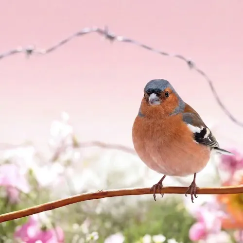 Birds Observations