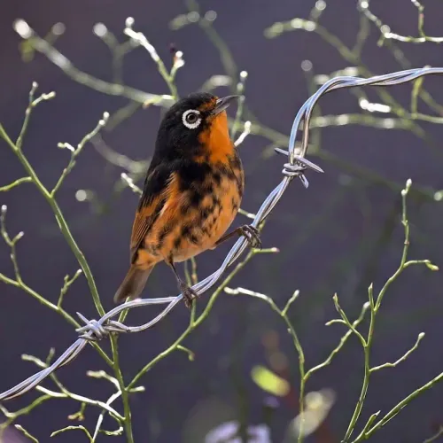 Birds Observations