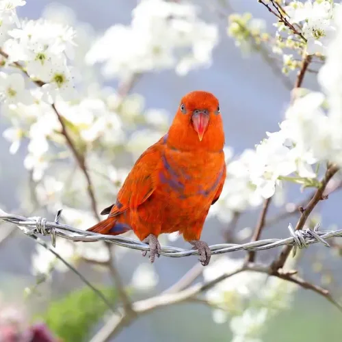 Birds Observations