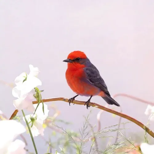 Birds Observations