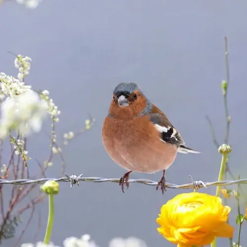 Birds Observations