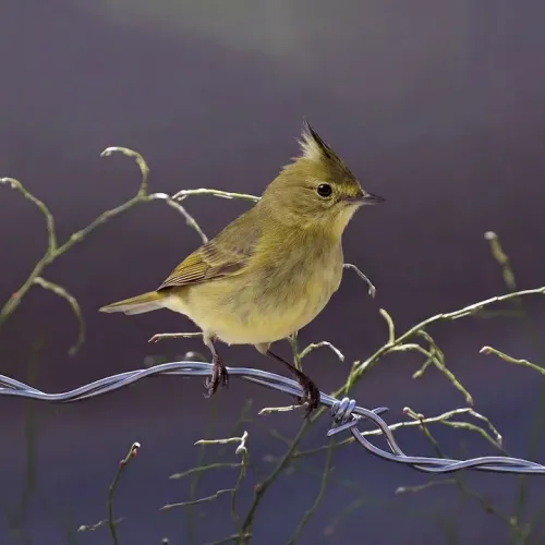 Birds Observations