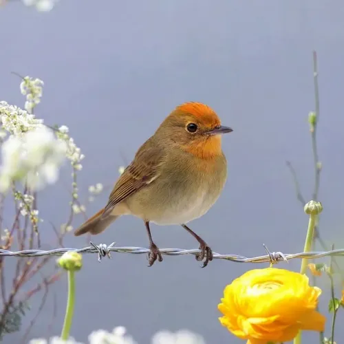Birds Observations