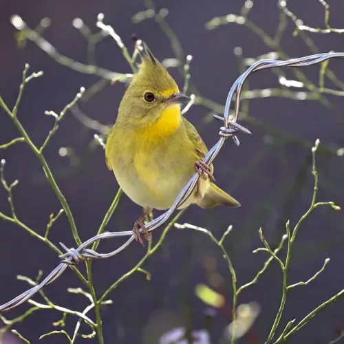 Birds Observations