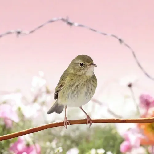 Birds Observations