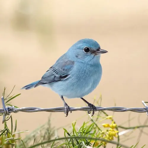 Birds Observations