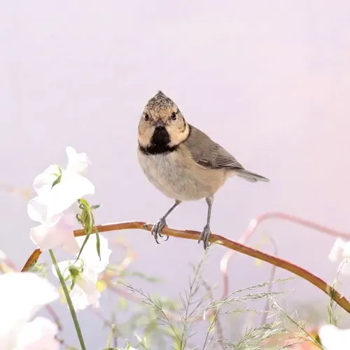 Birds Observations