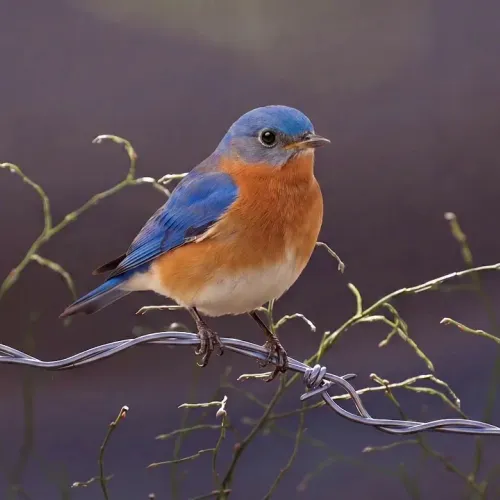 Birds Observations