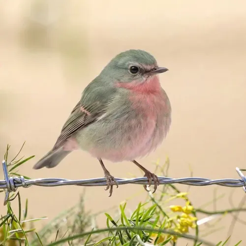 Birds Observations
