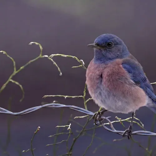 Birds Observations