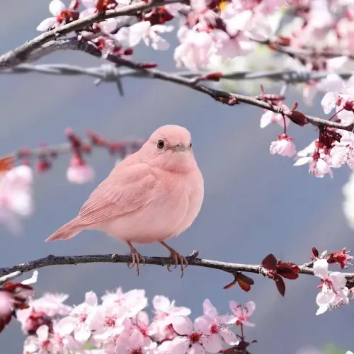 Birds Observations