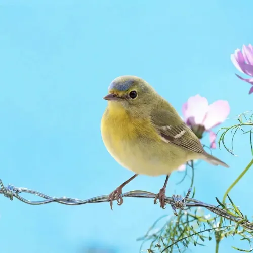 Birds Observations