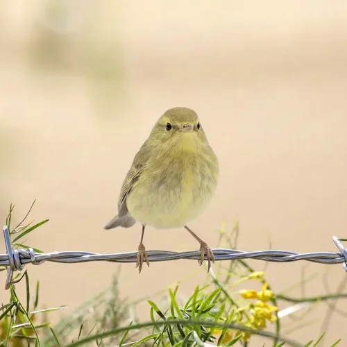 Birds Observations