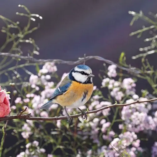 Birds Observations