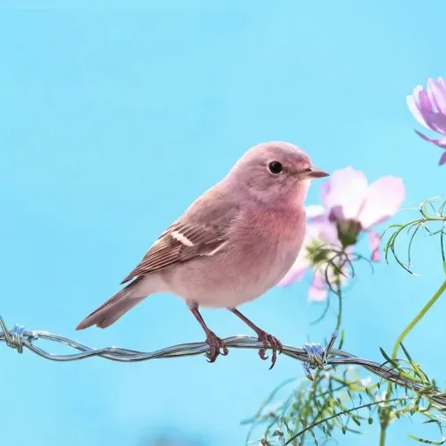 Birds Observations