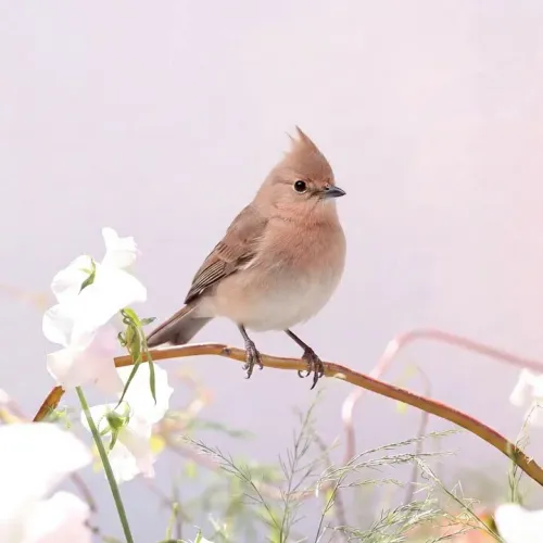 Birds Observations