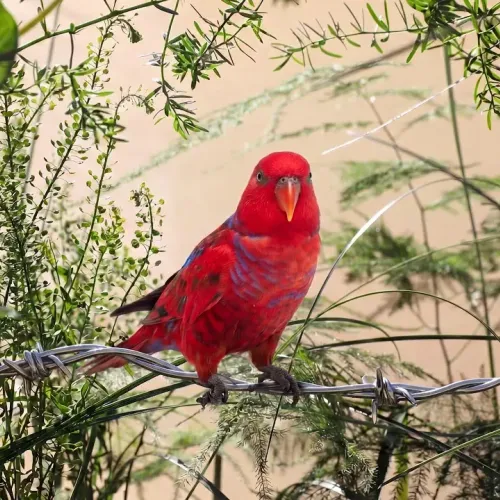Birds Observations