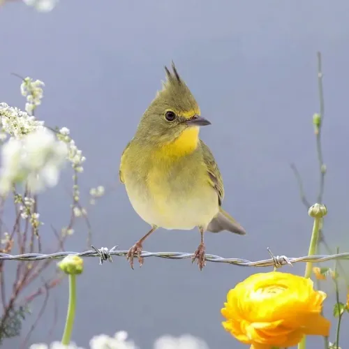 Birds Observations