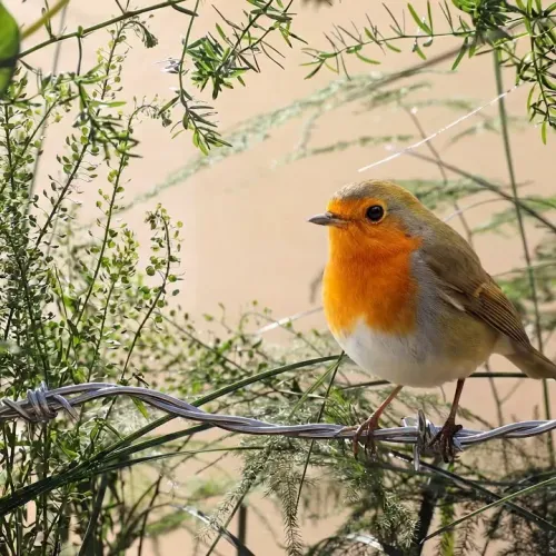Birds Observations