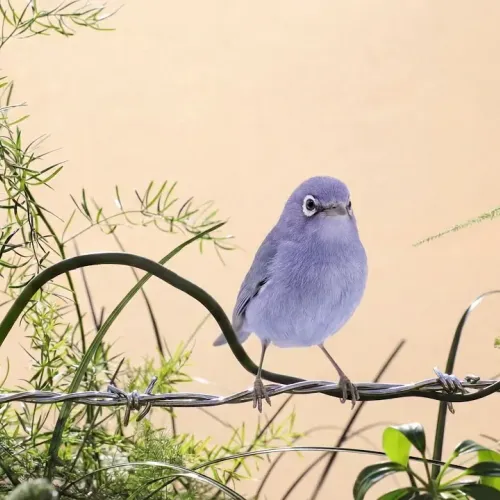 Birds Observations