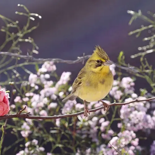 Birds Observations