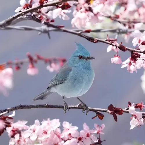 Birds Observations