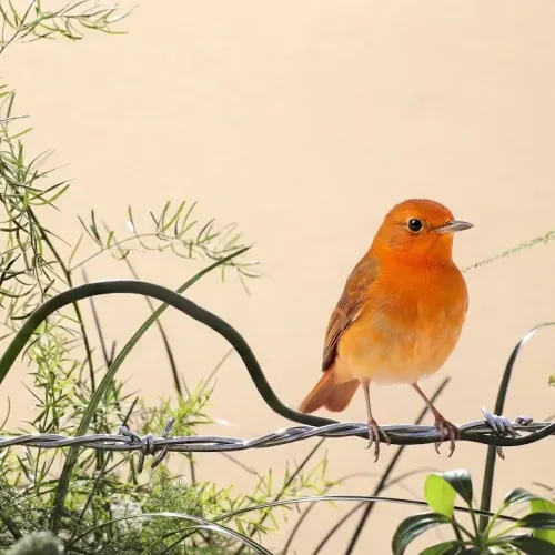 Birds Observations